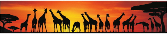 Animals 0004