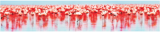 Animals 0006