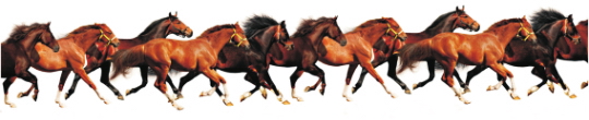 Animals 0007