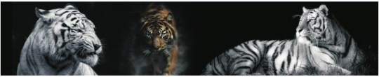 Animals 0012