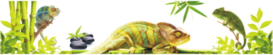 Animals 0013
