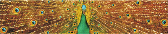 Animals 0016