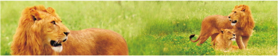 Animals 0017