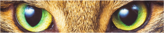 Animals 0018