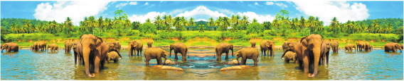Animals 0023