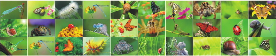 Animals 0025