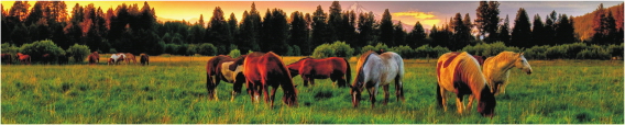 Animals 0028