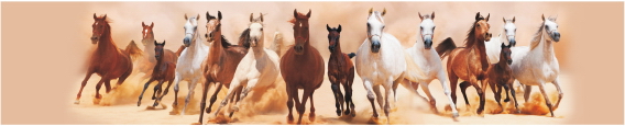 Animals 0029