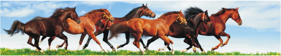 Animals 0030