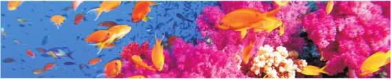 Animals 0034