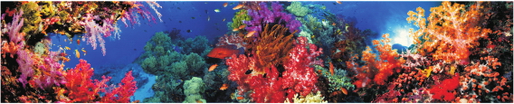 Animals 0035