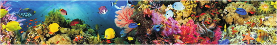 Animals 0037