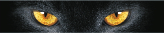 Animals 0040