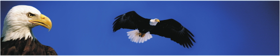 Animals 0041