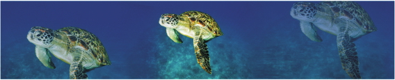 Animals 0042