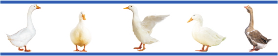 Animals 0046