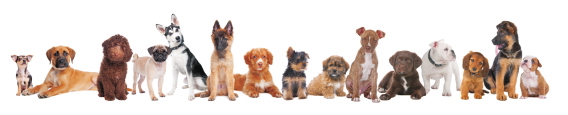 Animals 0048
