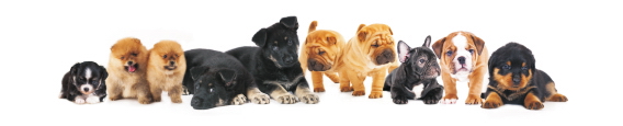 Animals 0049
