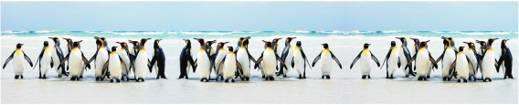 Animals 0052