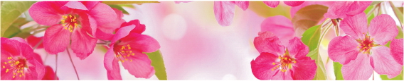 Cvety 0011