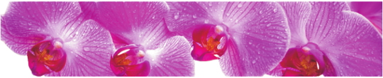 Cvety 0030