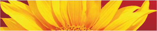 Cvety 0059