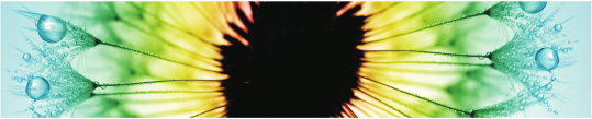 Cvety 0105