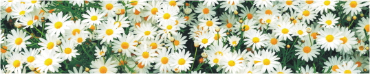 Cvety 0118